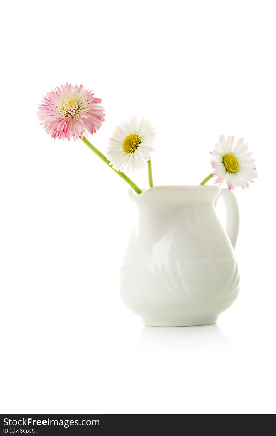 Daisies on a white background. Daisies on a white background