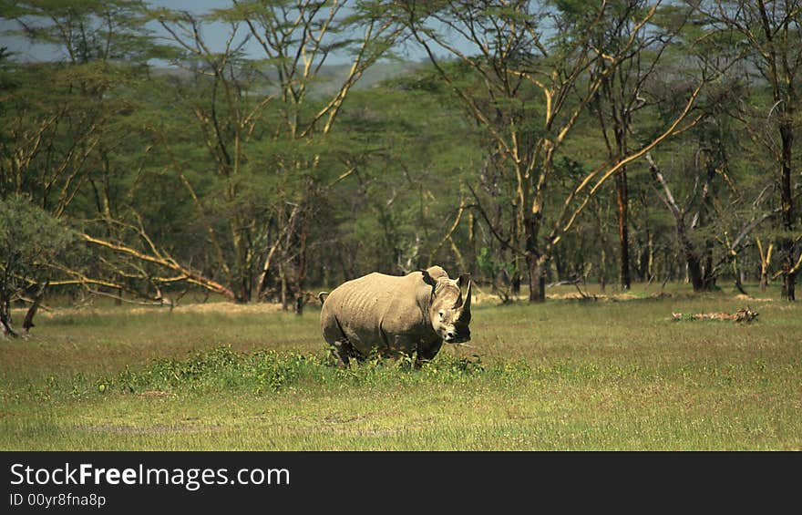 White Rhino at Lake Nakuru Rift Valley Kenya