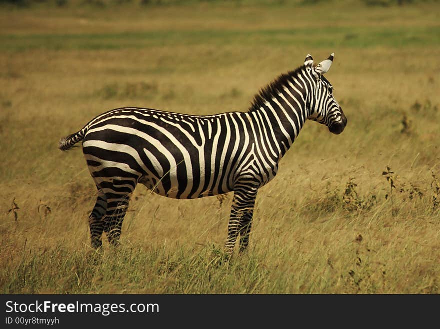 Single zebra in Kenya Africa