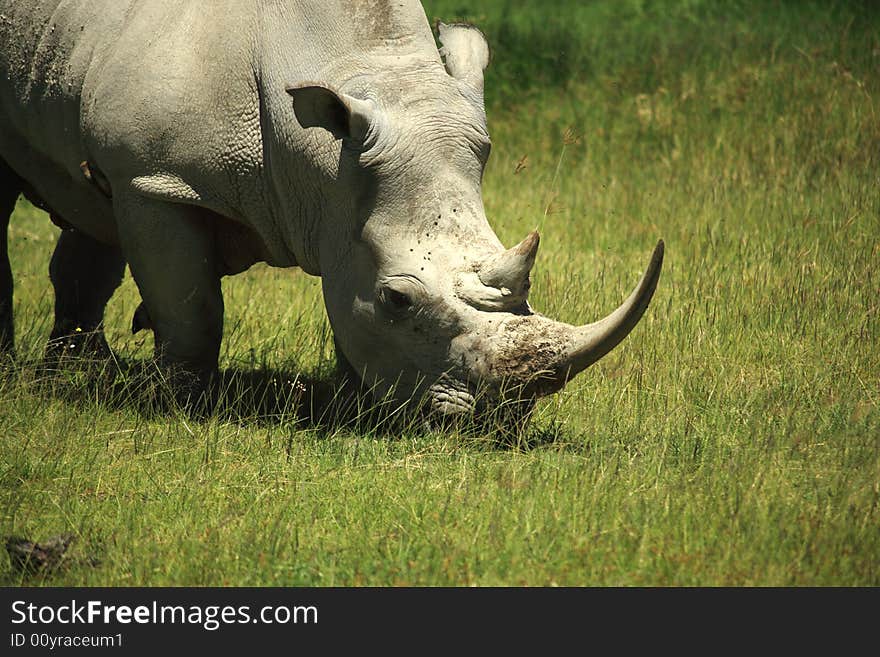 Rhino covered in flies Lake Nakuru Kenya Africa