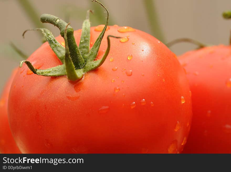 Fresh Tomatoes