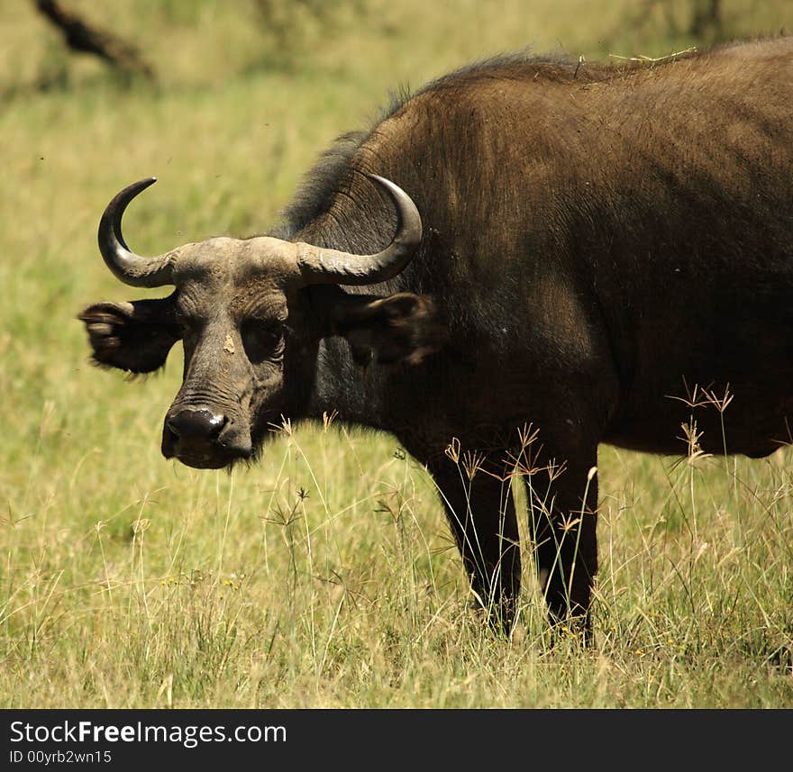 Single buffalo covered in flies in Kenya Africa