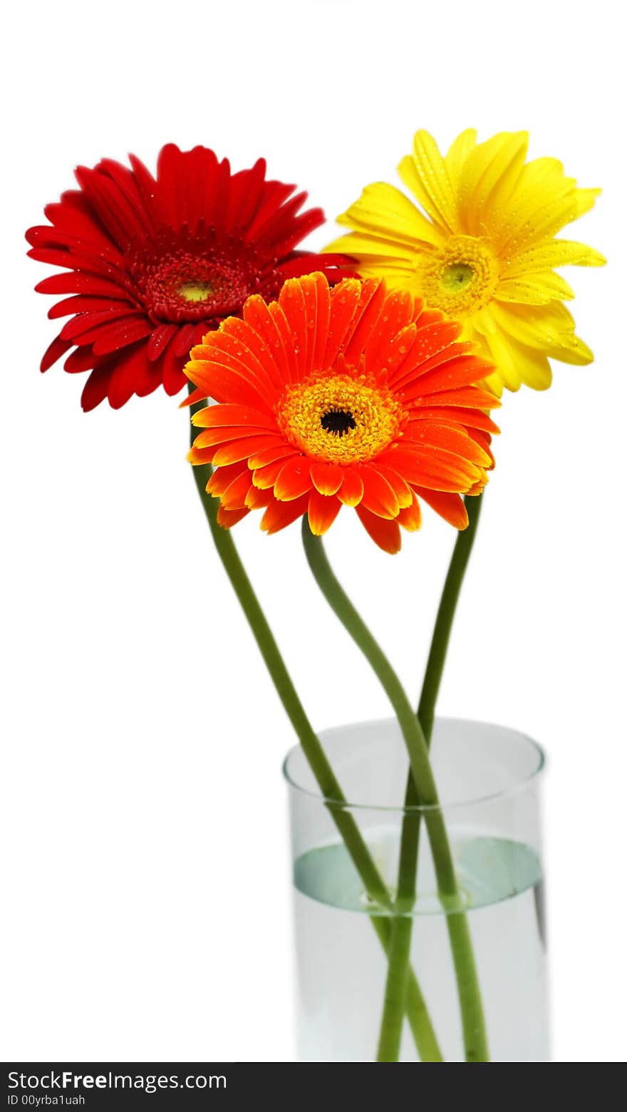 Three gerber flowers in bowl isolated over white background