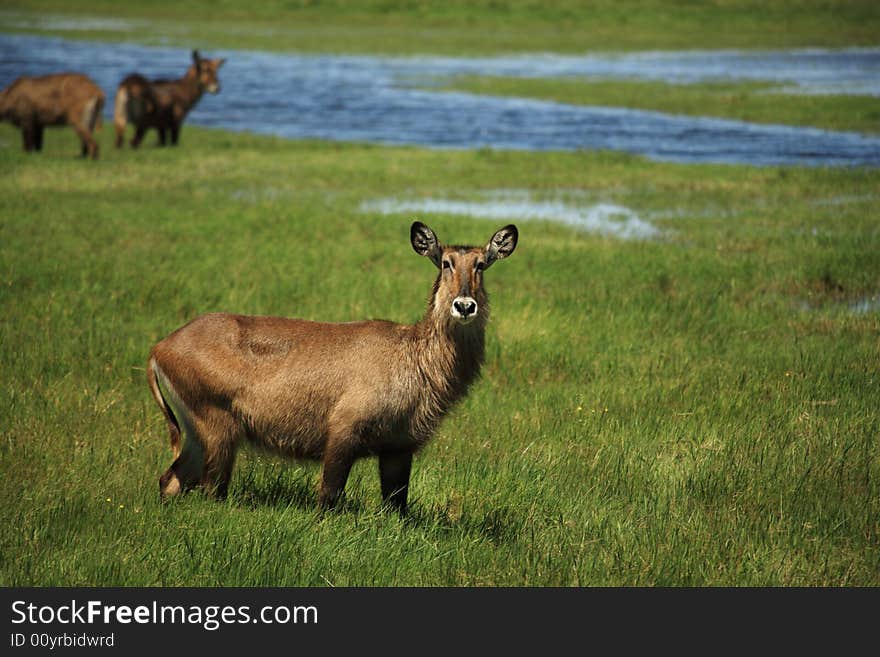 Waterbuck stood in the green grass Kenya Africa