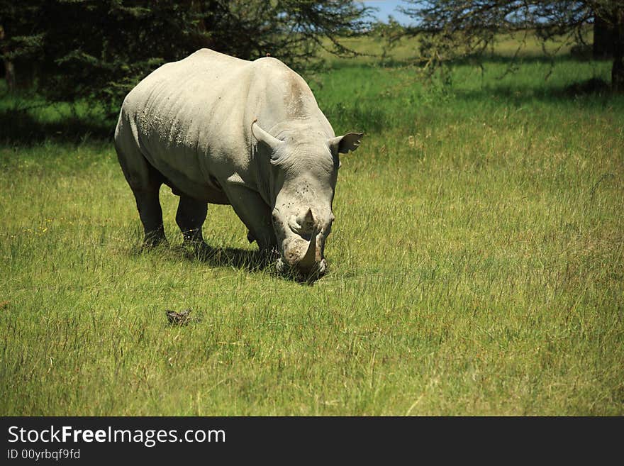 Rhino eating grass