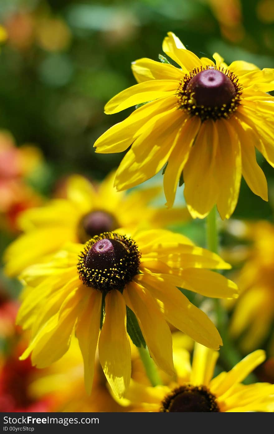 Two yellow flowers with blur background