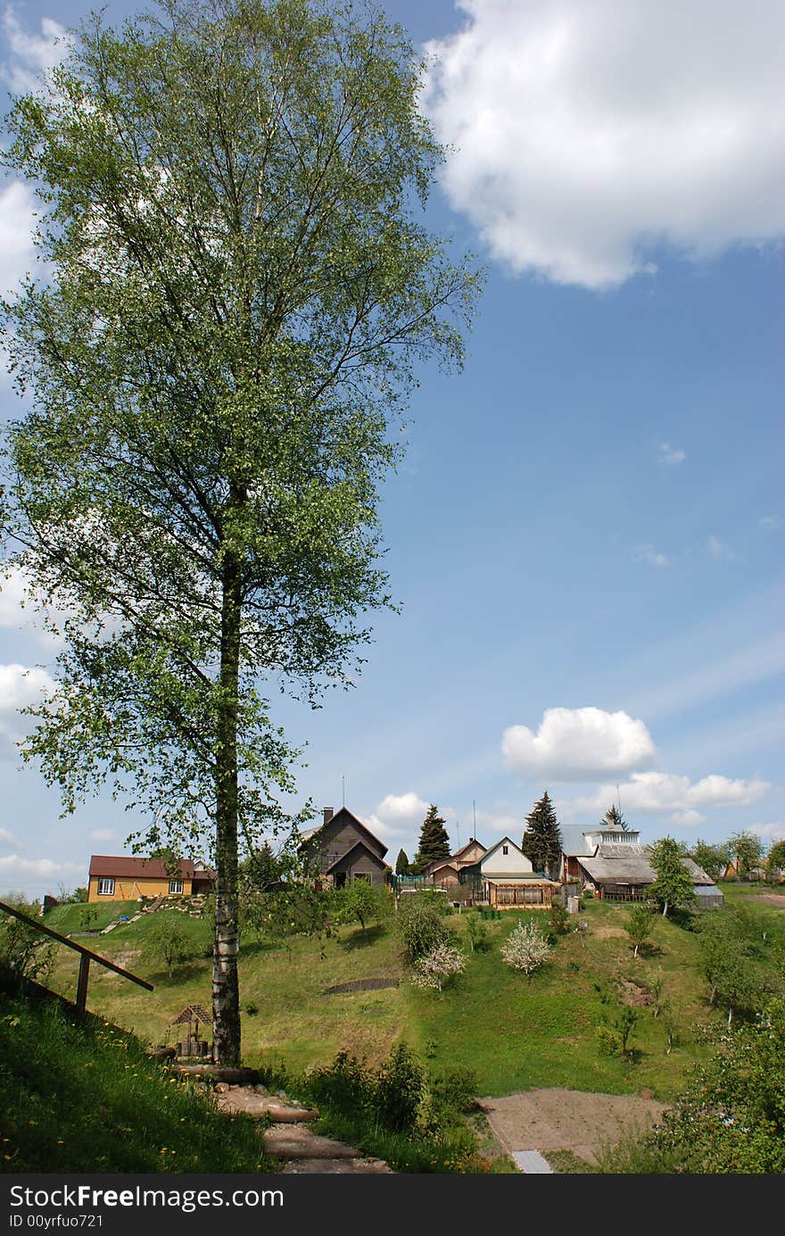 The tall birch is growing near Merkine little town in Lithuania. The tall birch is growing near Merkine little town in Lithuania.