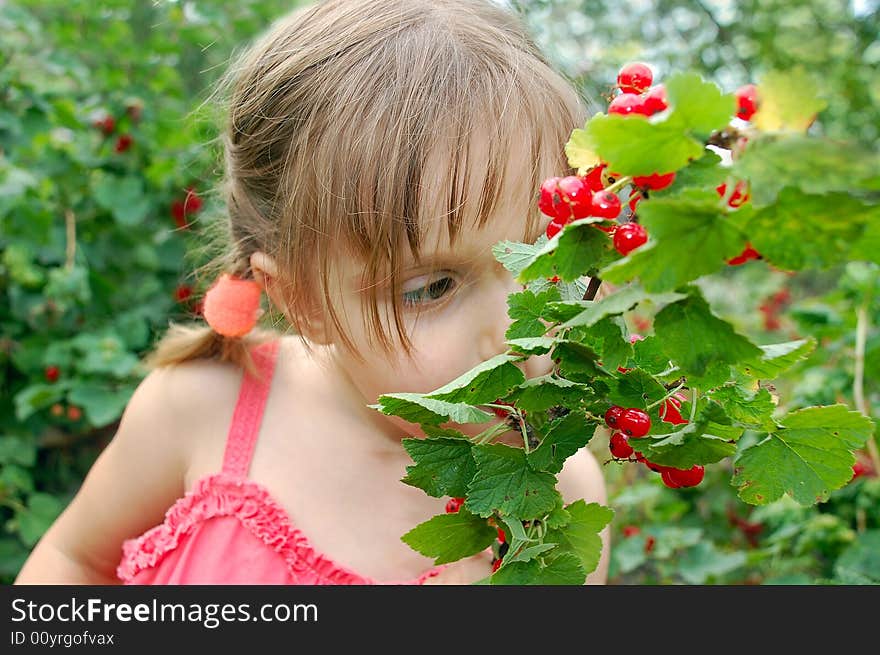 3 year old girl eating red current right from the bush. 3 year old girl eating red current right from the bush