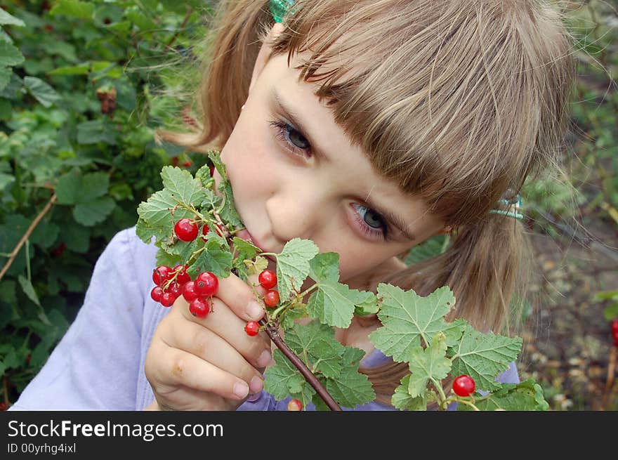 5 year old girl eating red current right from the bush. 5 year old girl eating red current right from the bush