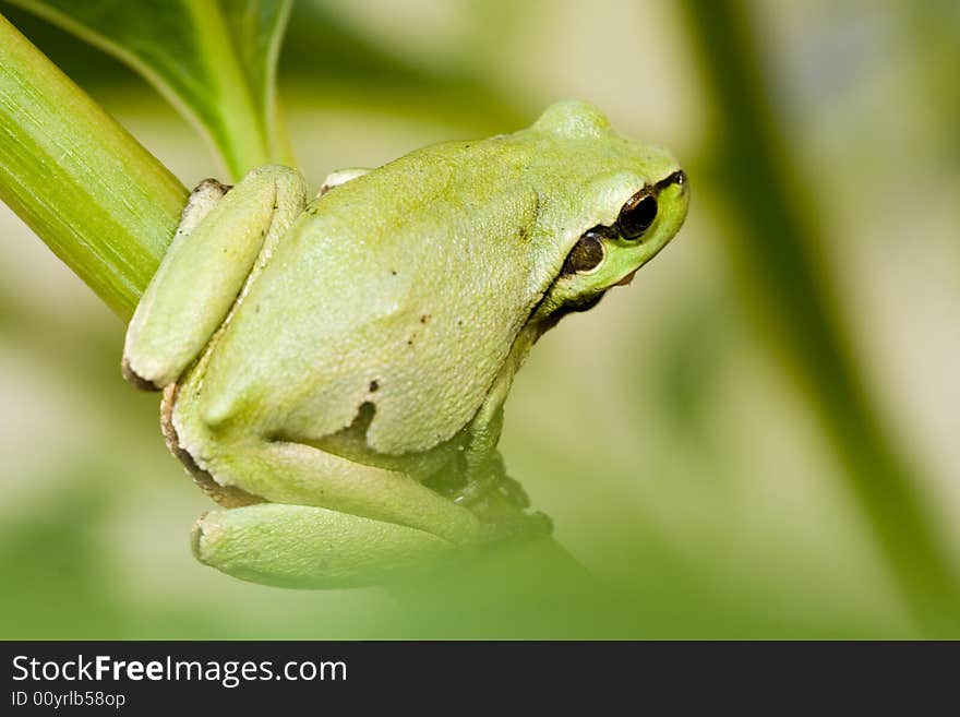 Green tree frog on leaf