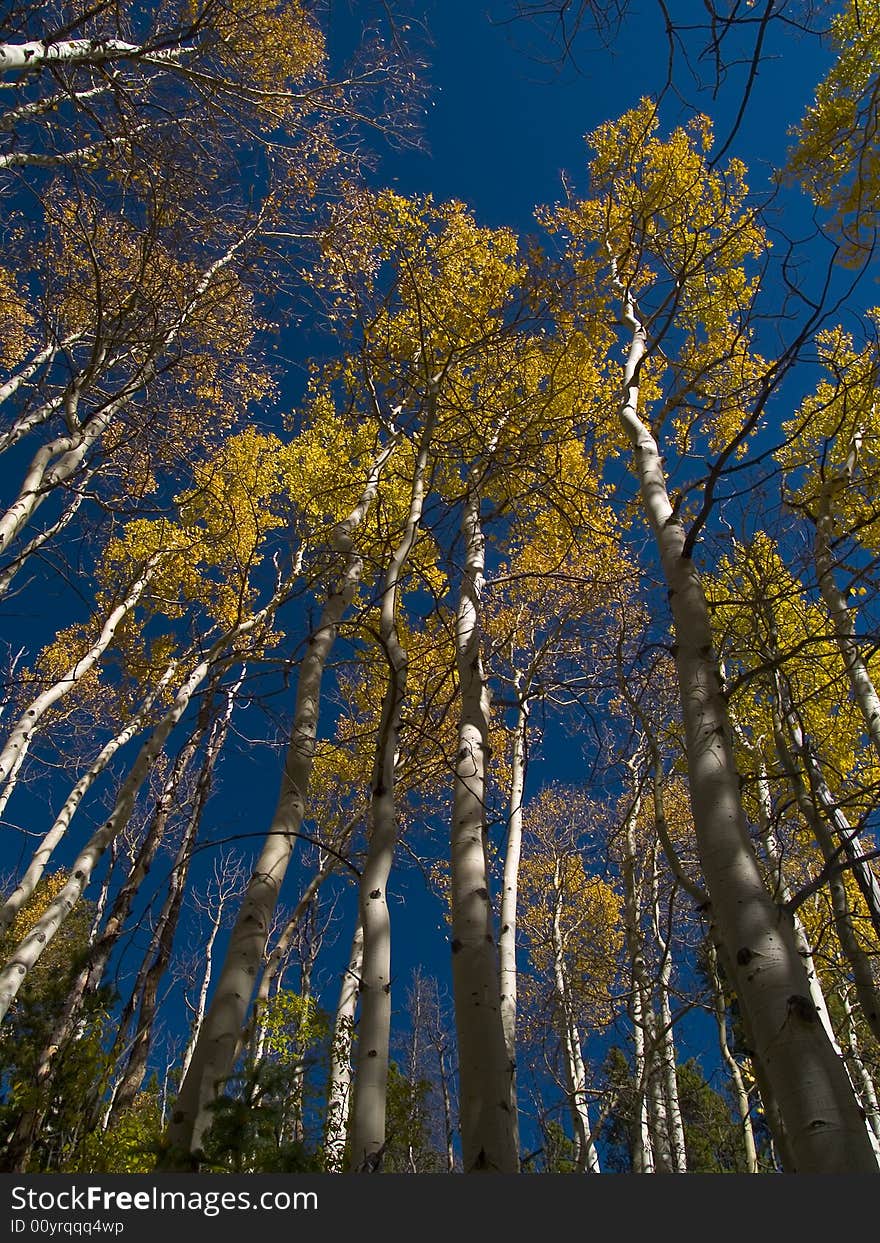 Autumn aspen canopy on the Saint Vrain Mountain trail in the Indian Peaks Wilderness, Colorado. Autumn aspen canopy on the Saint Vrain Mountain trail in the Indian Peaks Wilderness, Colorado.