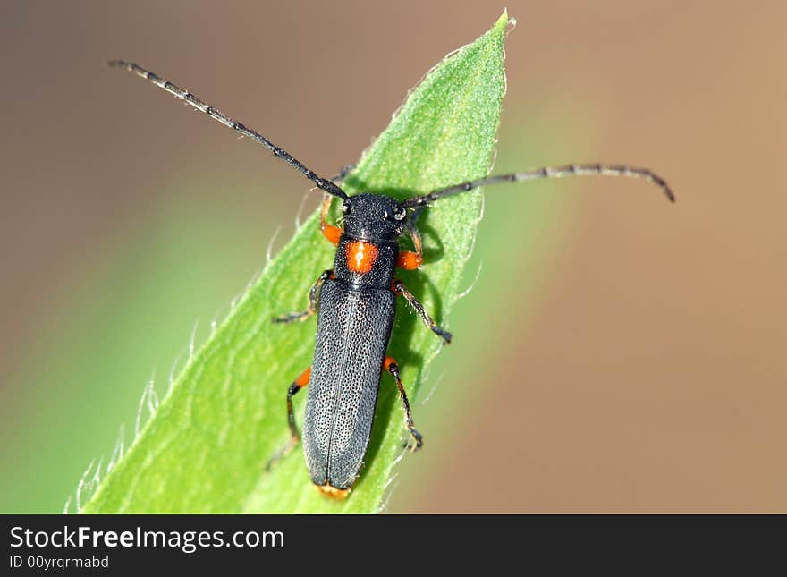 Cerambycidae