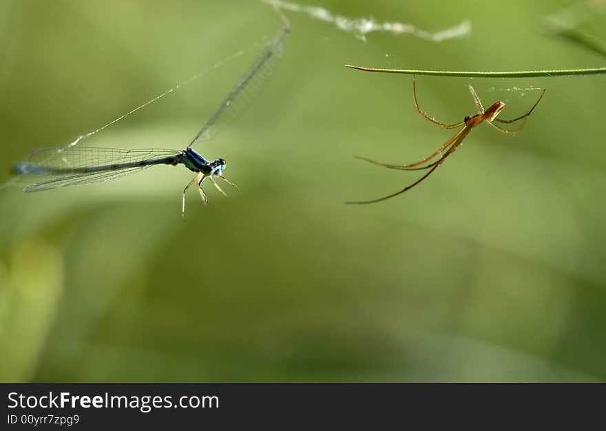 Dragonflies into the spider's set a trap. Dragonflies into the spider's set a trap