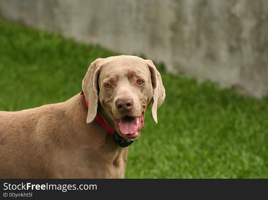 Weimaraner Dog