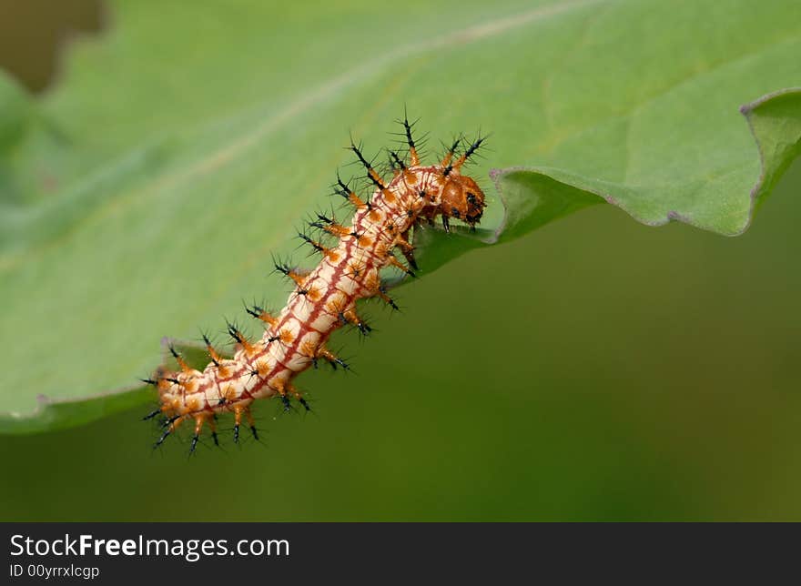 He likes to eat most of the ramie. However, this is not. He likes to eat most of the ramie. However, this is not.