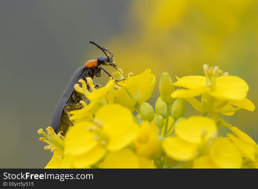 Lytta in Wong's take, eat pollen. Lytta in Wong's take, eat pollen.