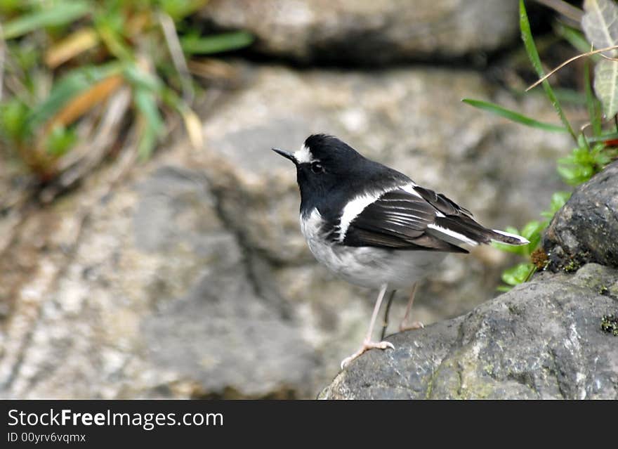 Bird (Little Forktail)