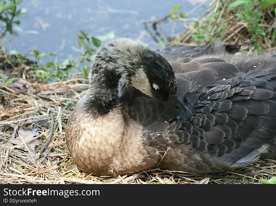 A baby Canadian Goose prooning.