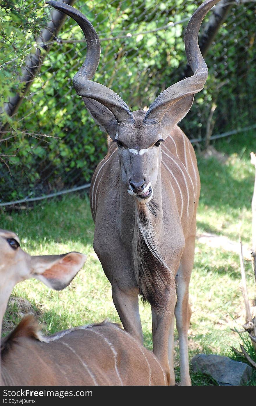 A kudu close up shot at our local zoo in indiana