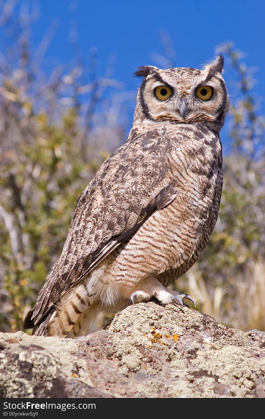 Great Horned Owl  (Bubo virginianus) in the Patagonian steppe, Southern Argentina.