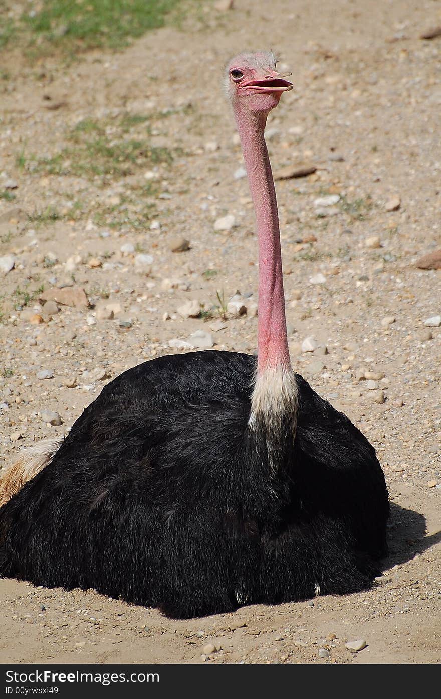 Ostrich relaxing