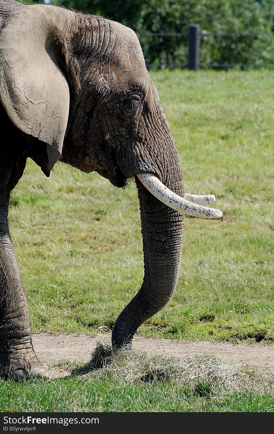 A african elephant shot at our local zoo in indiana