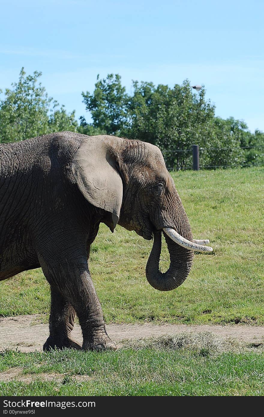 African Elephant Feeding