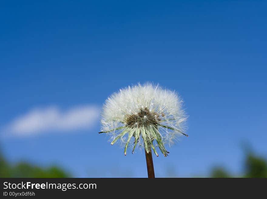 Dandelion