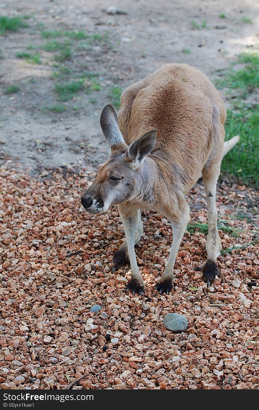 This red  kangaroo was shot at our local zoo in indiana. This red  kangaroo was shot at our local zoo in indiana