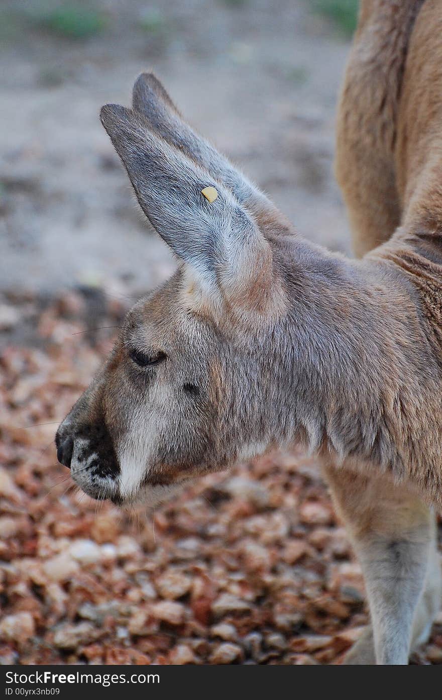 This close up of a red kangaroo was shot at our local zoo in indiana