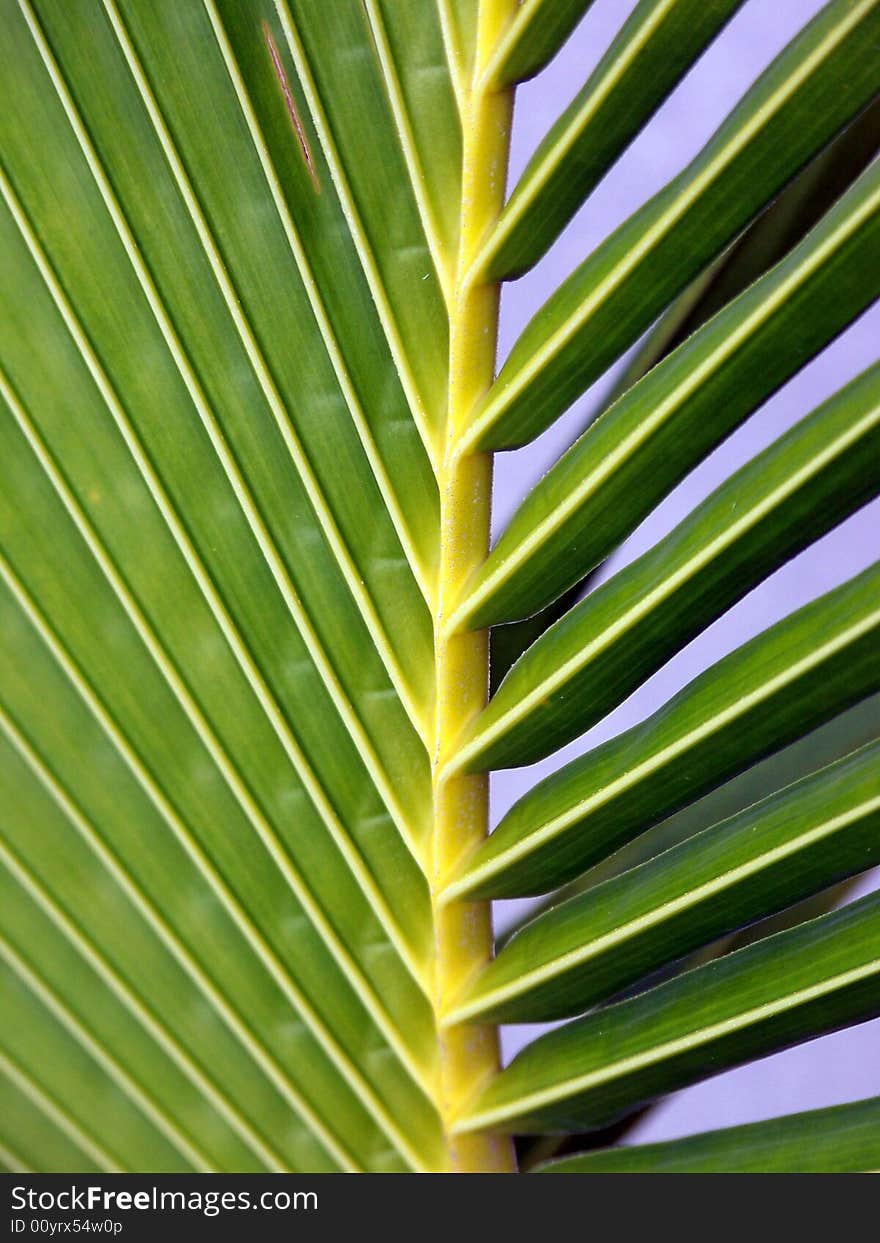 A Green Palm Frond i