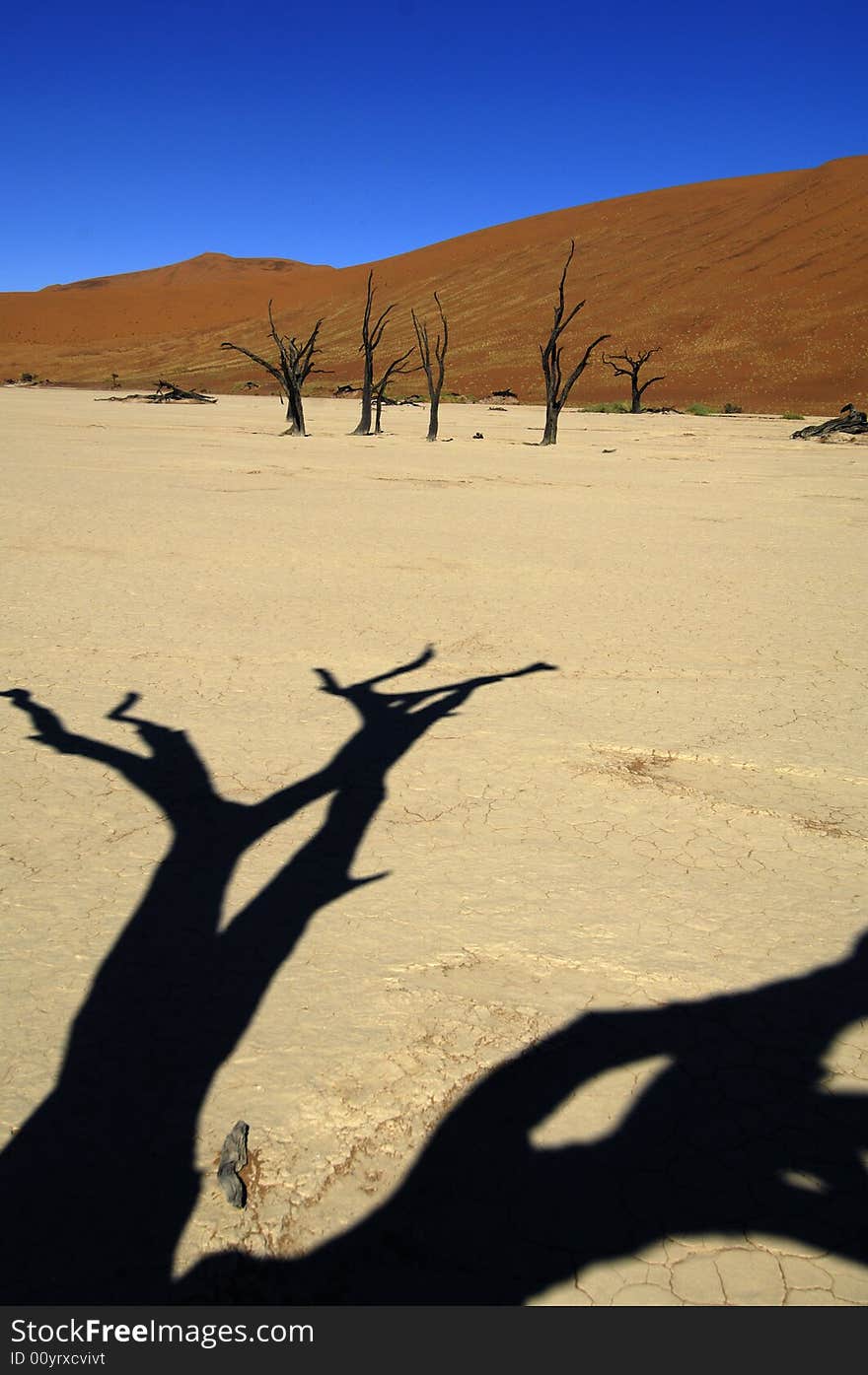 A sand dune in the desert, Namibia, Africa