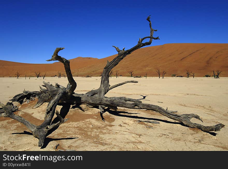 A sand dune in the desert, Namibia, Africa