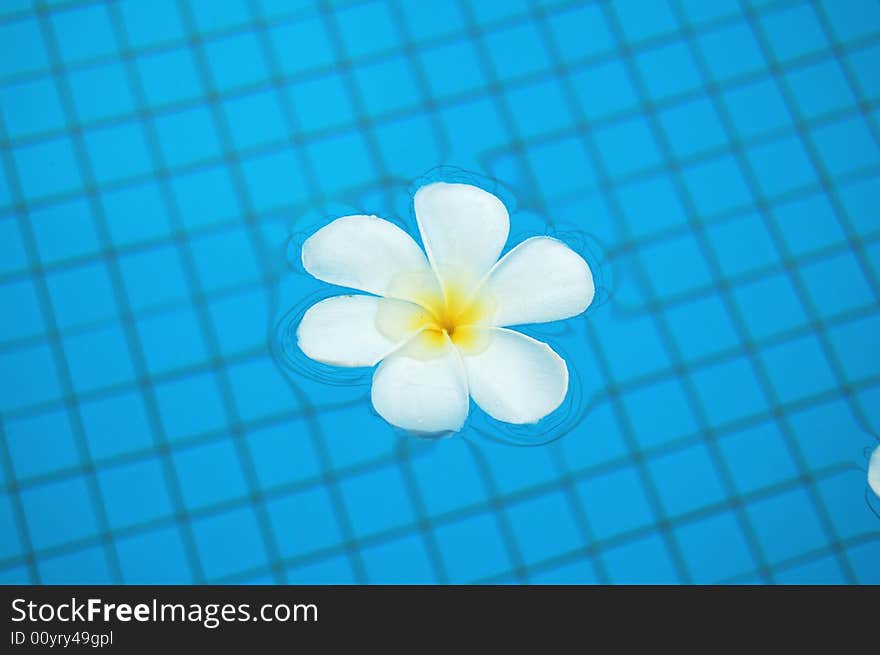 Frangipani in Pool