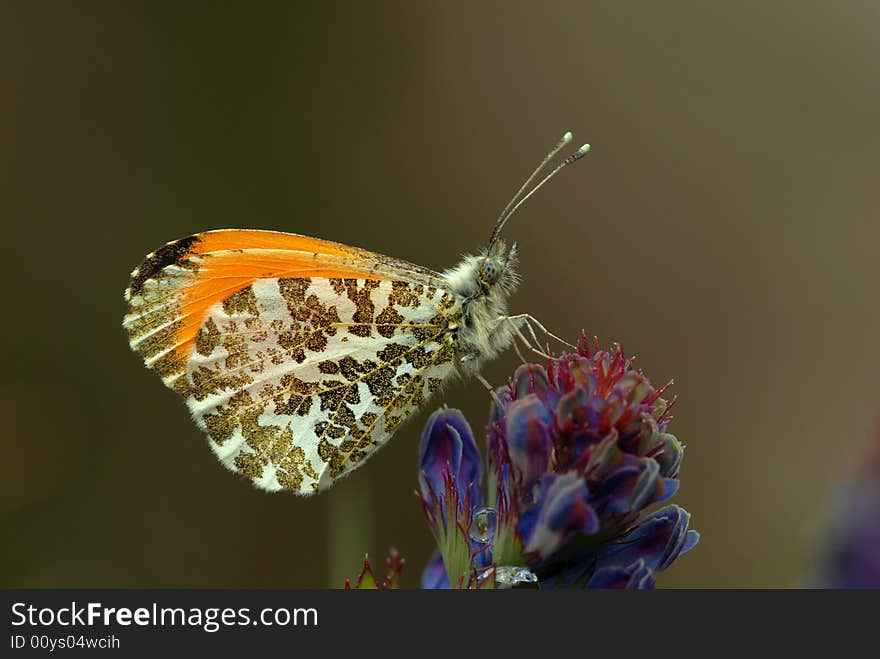 Butterfly (A.bambusarum Oberthur)