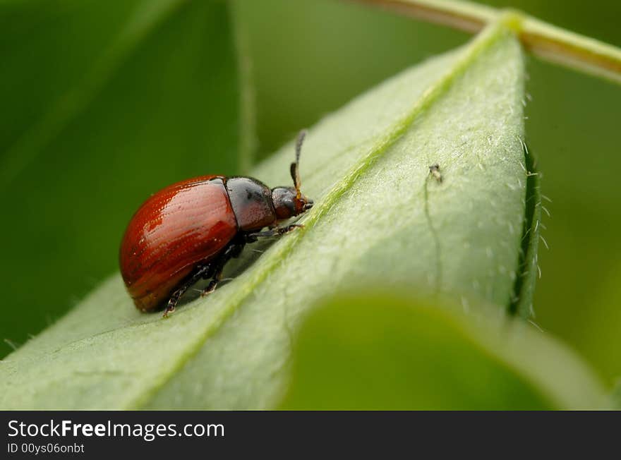 Leaves the back of the beetle