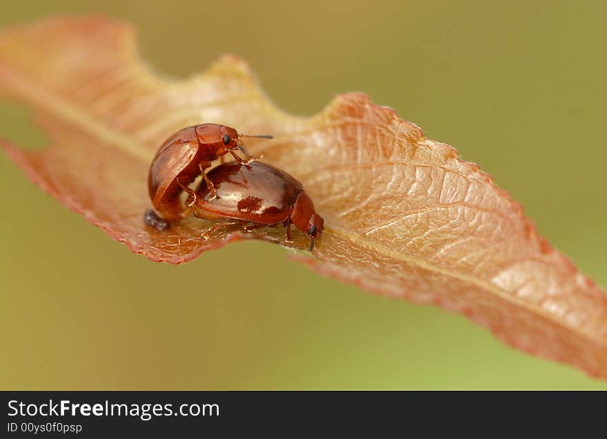 Beetles mating