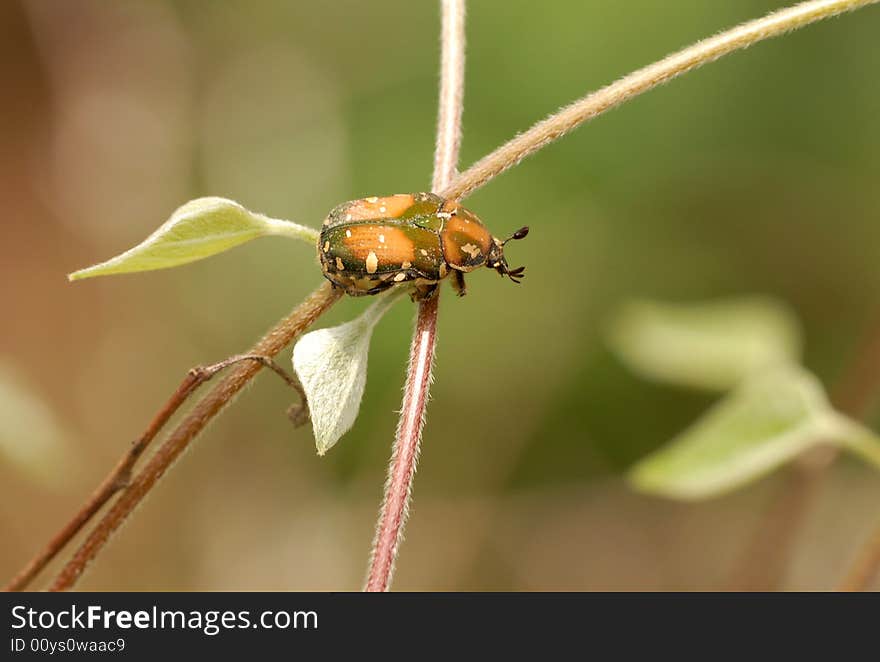 Beetles(Oxycetonia Bealiae)