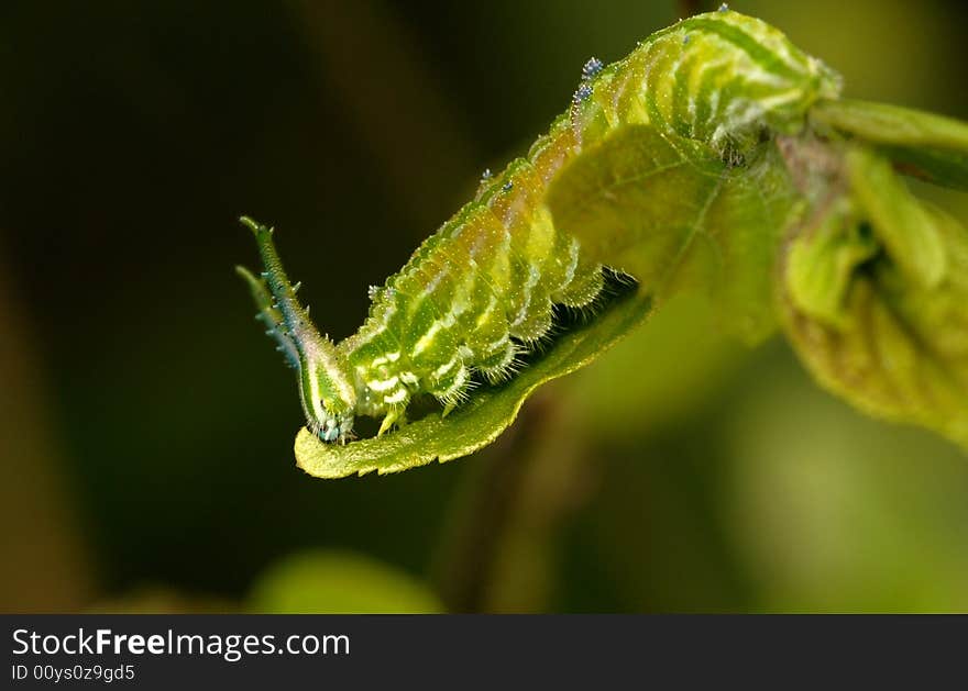 Hestina assimilis larvae