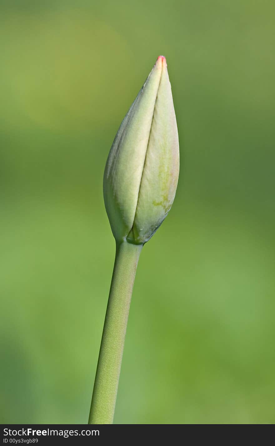 A green bud of a tulip in the spring