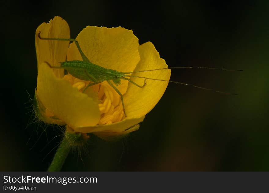 Warm green insect