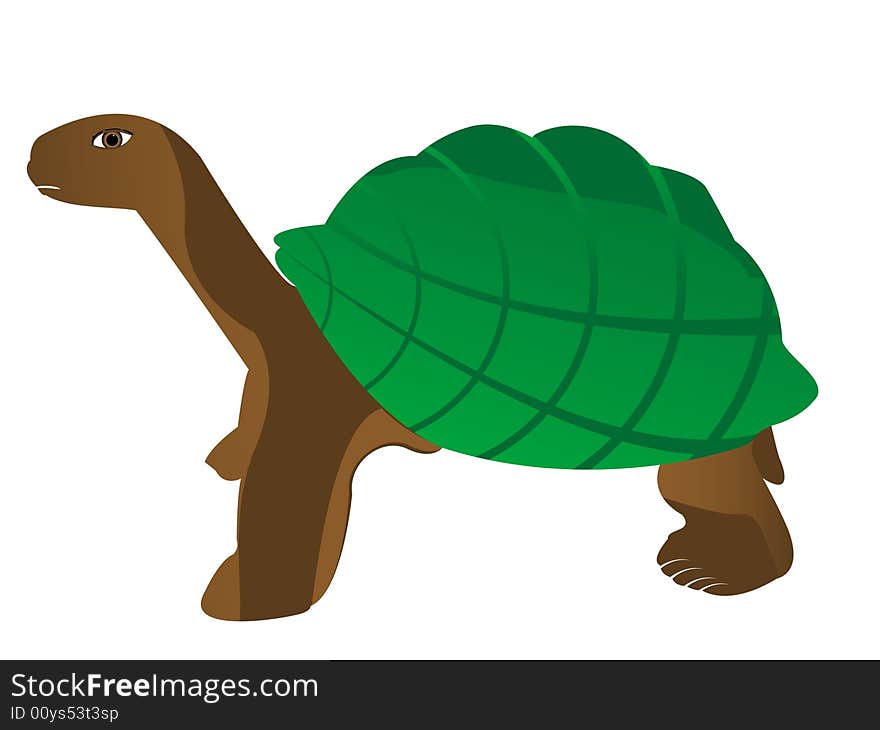 Tortoise on isolated background with abstract background