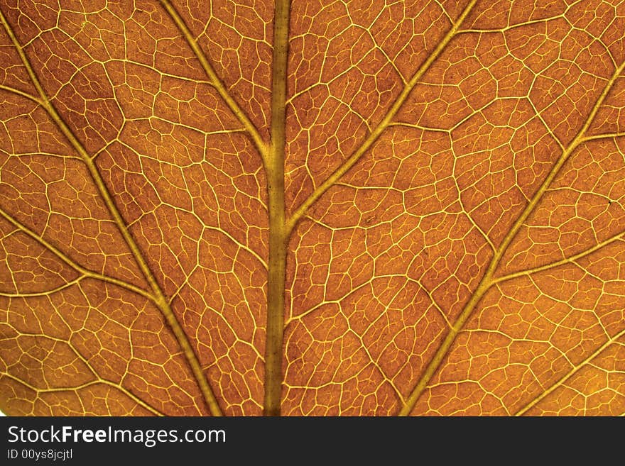 Brown leaf texture - macro shot