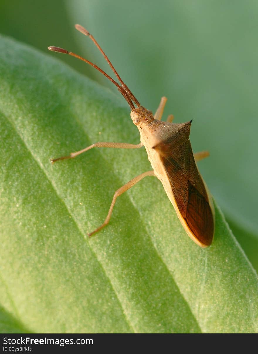 Stinkbug Cletus punctiger Dallas