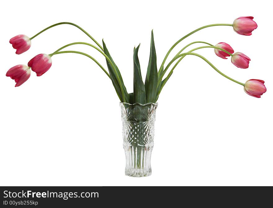 Red tulips in glass vase isolated on white