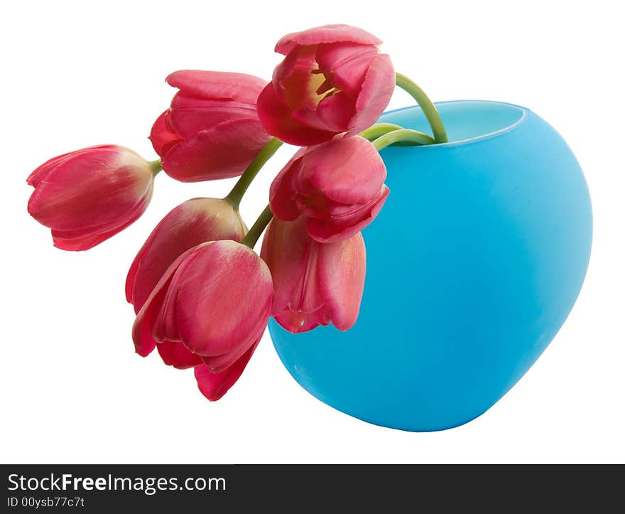 Red tulip in blue vase isolated on white