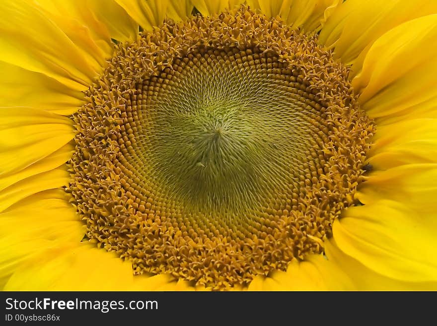 Sunflower as seasonal yellow background