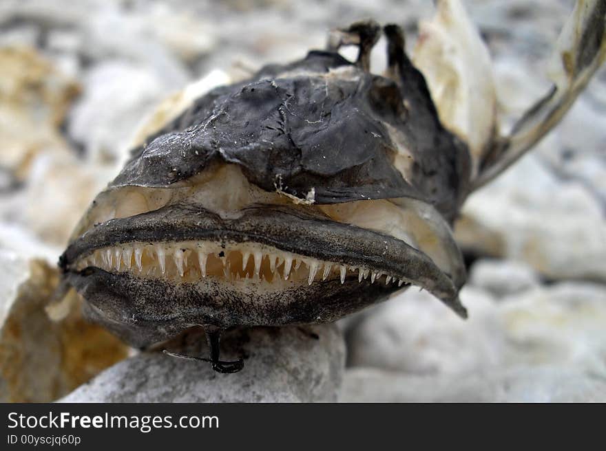 Dead esox smile