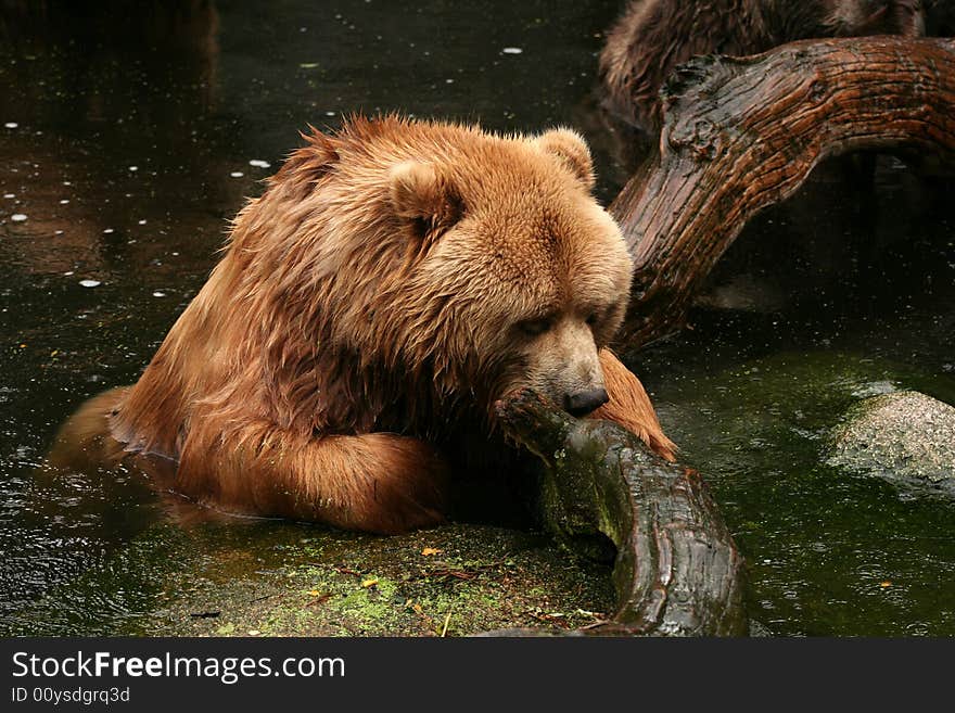 Bear in water licking tree