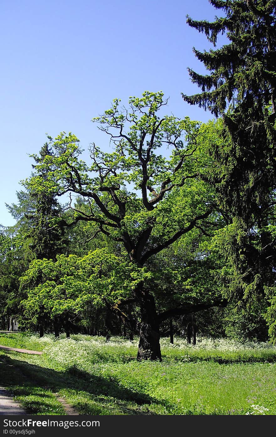 Park in Kadriorg